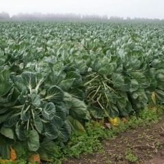 Bürüksel Lahanası Tohumu – Brassica Oleracea Gemmifera