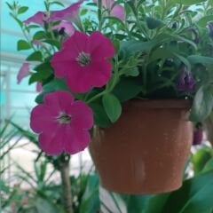 Pembe Yediveren Petunya Askılı Saksıda - Patio Pink Spotted