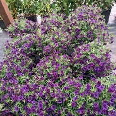 Sarkan Calibrachoa cultivars Mor Askılı saksıda - Milyon Çanlar Çiçeği