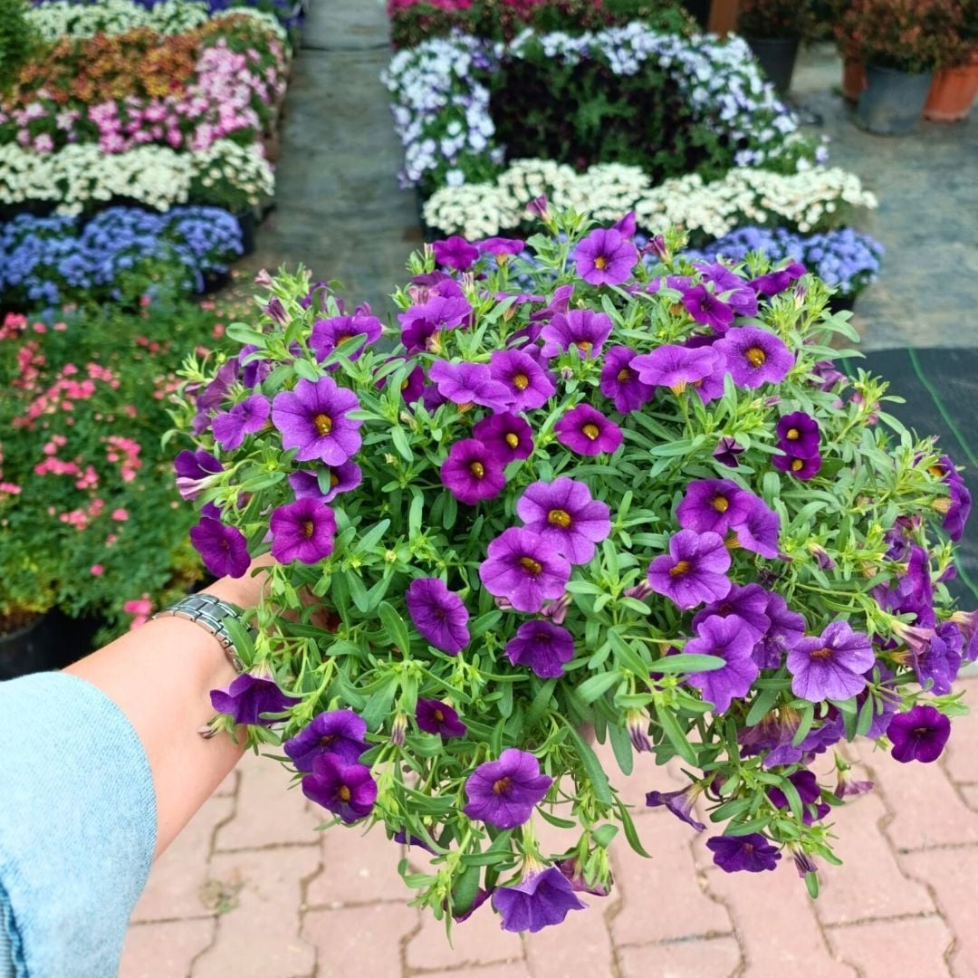 Sarkan Calibrachoa cultivars Mor Askılı saksıda - Milyon Çanlar Çiçeği