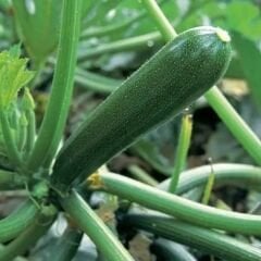 Kara kabak Tohumu Kolsuz geleneksel – Curcurbita Pepo