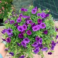 Sarkan Calibrachoa cultivars Mor Askılı saksıda - Milyon Çanlar Çiçeği