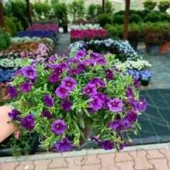 Sarkan Calibrachoa cultivars Mor Askılı saksıda - Milyon Çanlar Çiçeği