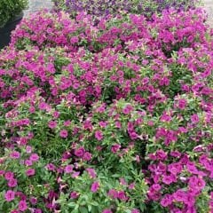 Sarkan Calibrachoa cultivars Askılı saksıda Pembe - Milyon Çanlar Çiçeği