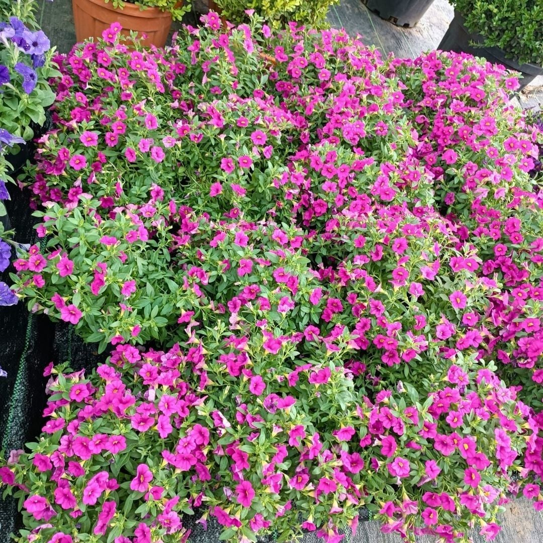 Sarkan Calibrachoa cultivars Askılı saksıda Pembe - Milyon Çanlar Çiçeği
