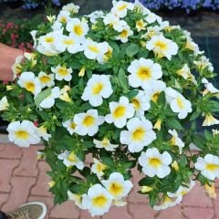 Sarkan Calibrachoa cultivars Beyaz Askılı saksıda - Milyon Çanlar Çiçeği