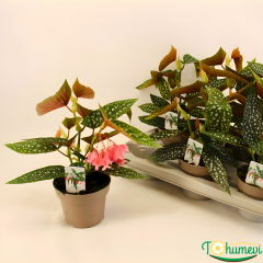 Begonia Maculata Wightii 14 cm Saksı – Benekli Begonya İthal Bitki