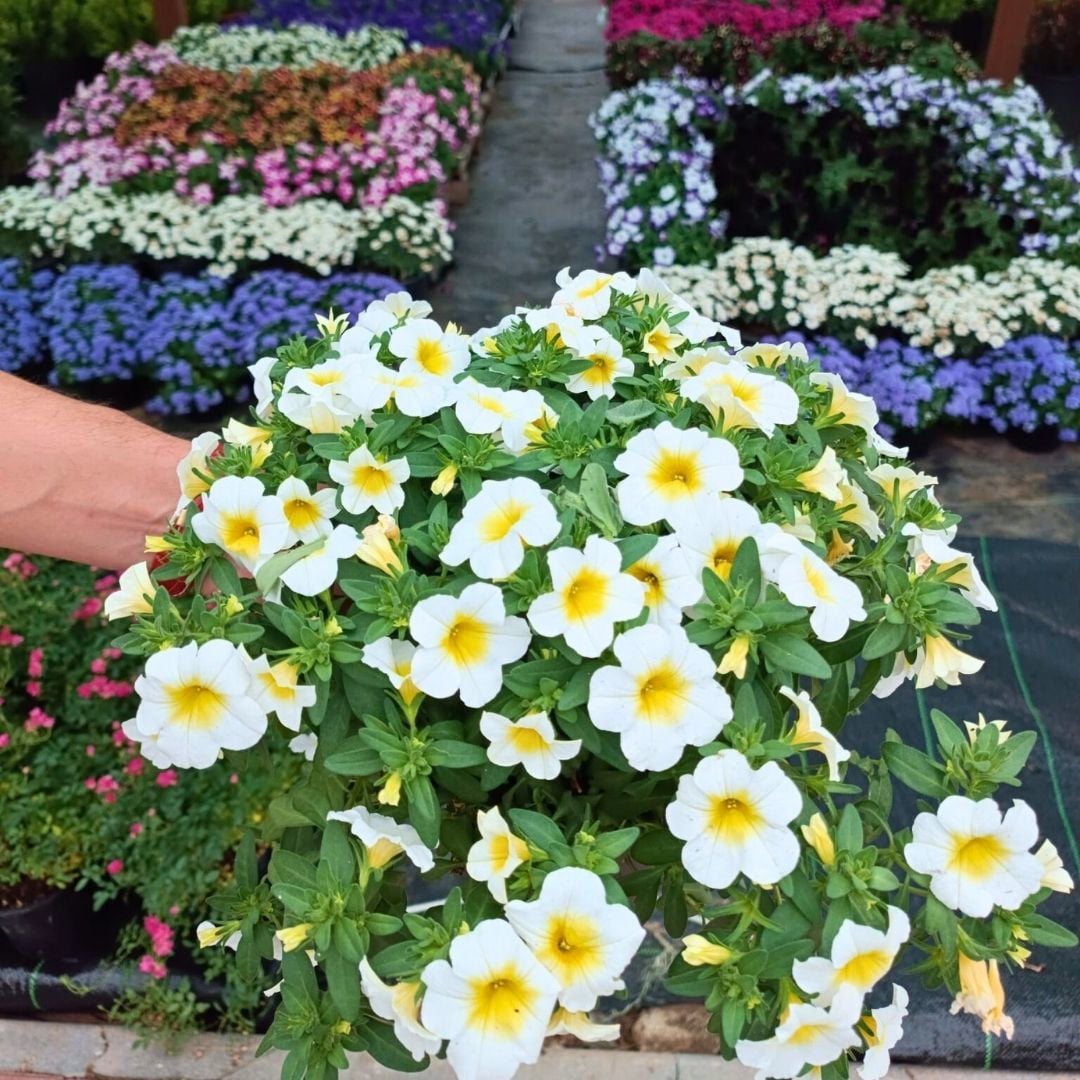 Sarkan Calibrachoa cultivars Beyaz Askılı saksıda - Milyon Çanlar Çiçeği