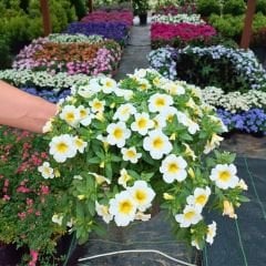 Sarkan Calibrachoa cultivars Beyaz - Milyon Çanlar Çiçeği