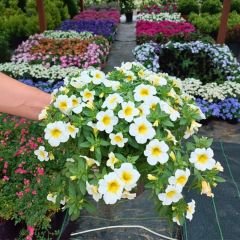 Sarkan Calibrachoa cultivars Beyaz Askılı saksıda - Milyon Çanlar Çiçeği
