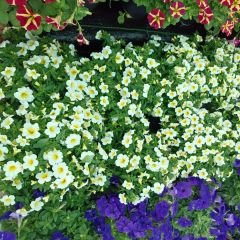 Sarkan Calibrachoa cultivars Beyaz Askılı saksıda - Milyon Çanlar Çiçeği