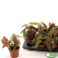 Begonia pseudolubbersii 'Silverspot' – Gümüş Benekli Begonya 14 cm Saksıda İthal