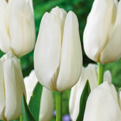 Hakuun Lale Soğanı - Tulipa