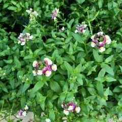Nemesia - Nemezya - Karnaval Çiçeği - Mareto Burgundy Rose