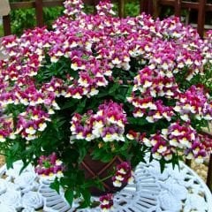 Nemesia - Nemezya - Karnaval Çiçeği - Mareto Burgundy Rose