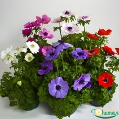 Anemone Coronaria – 10,5 cm Saksıda