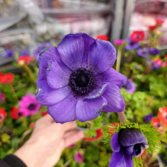 Anemone Coronaria – 10,5 cm Saksıda