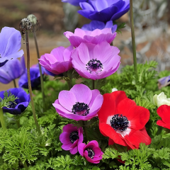 Anemone Coronaria – 10,5 cm Saksıda