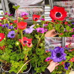 Anemone Coronaria – 10,5 cm Saksıda