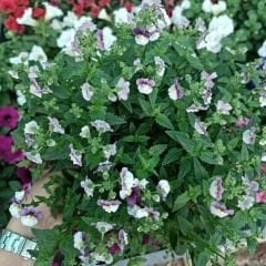 Nemesia - Nemezya - Karnaval Çiçeği - Mareto Burgundy white
