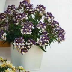 Nemesia - Nemezya - Karnaval Çiçeği - Mareto Burgundy white