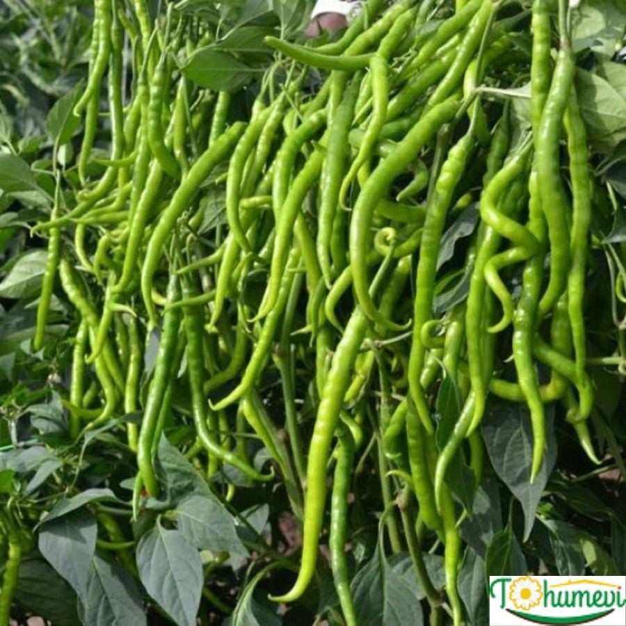 Tatlı Sivri Biber Tohumu Geleneksel – Capsicum Annuum