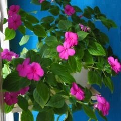 Cam Güzeli Fidesi Fuşya- Impatiens walleriana