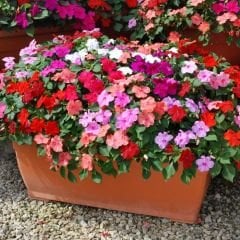 Cam Güzeli Fidesi Fuşya- Impatiens walleriana