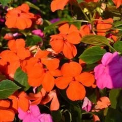 Cam Güzeli Fidesi Turuncu- Impatiens walleriana