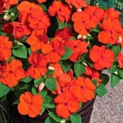 Cam Güzeli Fidesi Turuncu- Impatiens walleriana