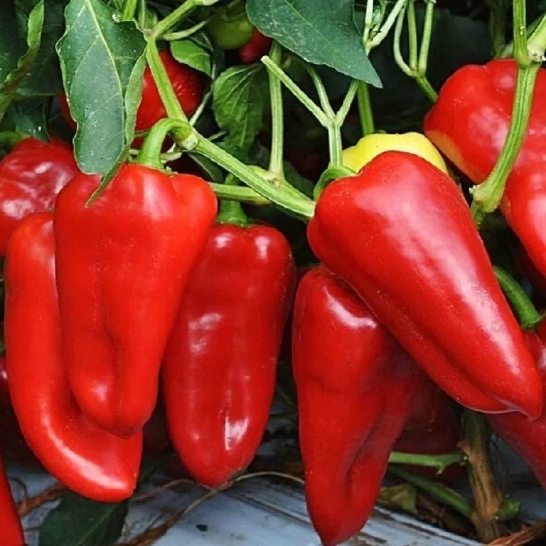 Kapya Biber Tohumu Geleneksel – İtalyan Biber