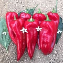 Kapya Biber Tohumu Geleneksel – İtalyan Biber