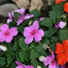Cam Güzeli Fidesi Pembe- Impatiens walleriana