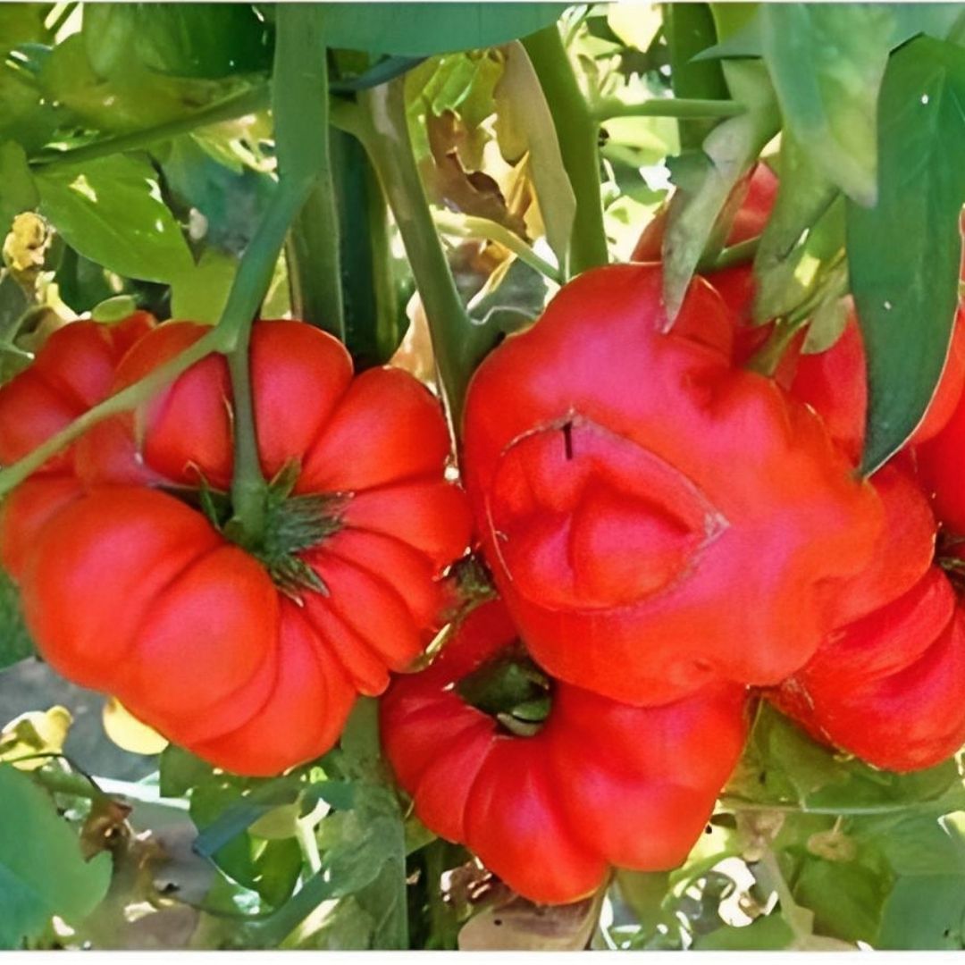 İri Marmande Domates Tohumu Geleneksel