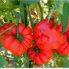 İri Marmande Domates Tohumu Geleneksel