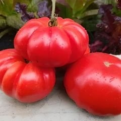 İri Marmande Domates Tohumu Geleneksel