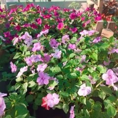 Cam Güzeli Fidesi Pembe- Impatiens walleriana