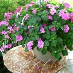 Cam Güzeli Fidesi Pembe- Impatiens walleriana