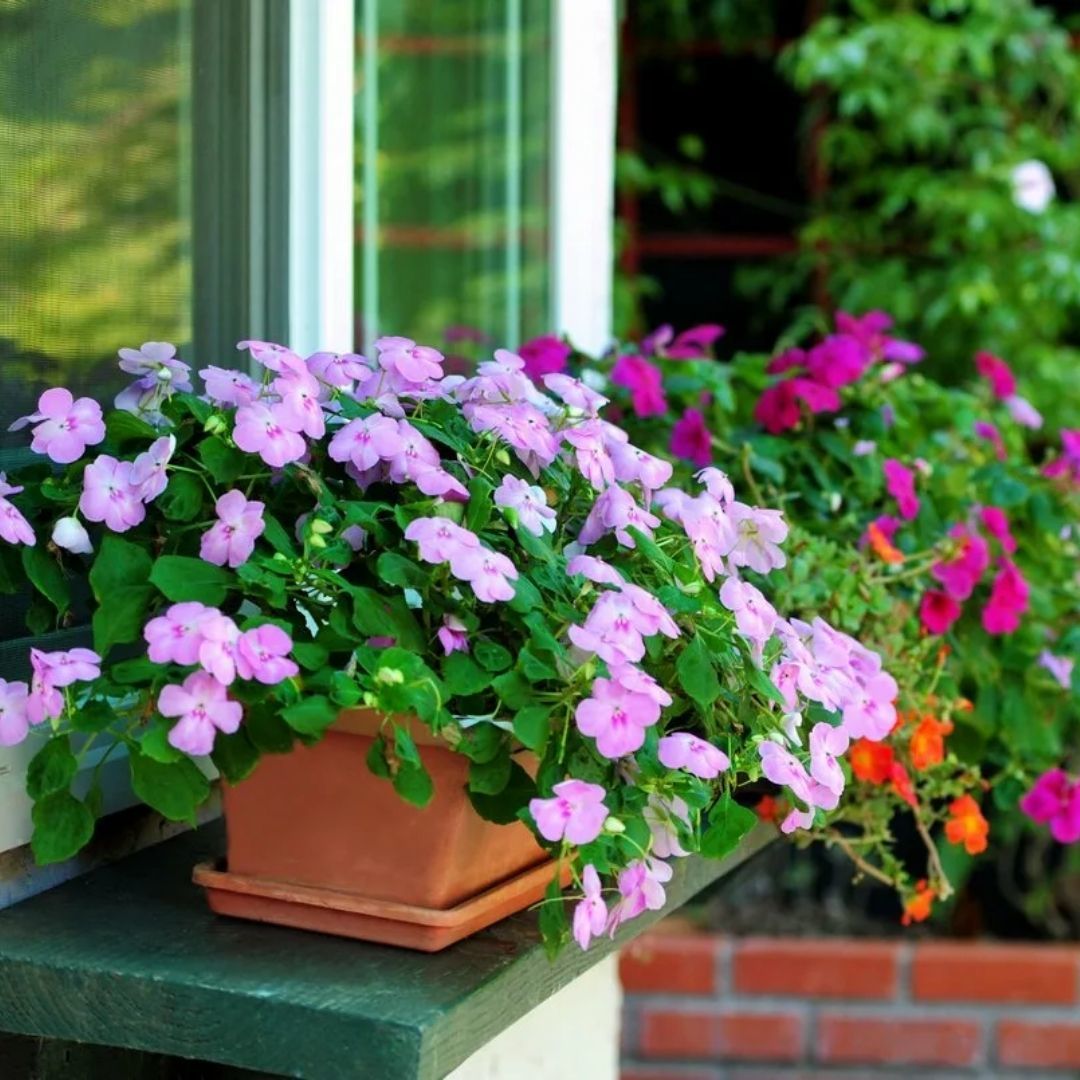 Cam Güzeli Fidesi Pembe- Impatiens walleriana