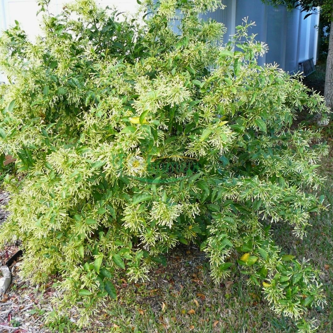 Melisa Parfüm Çiçeği Fidanı – Cestrum Nocturnum