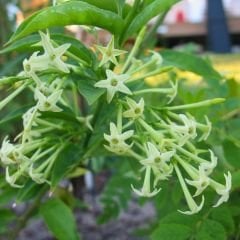 Melisa Parfüm Çiçeği Fidanı – Cestrum Nocturnum