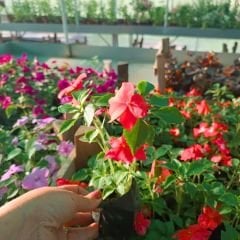 Cam Güzeli Fidesi Kırmızı- Impatiens walleriana