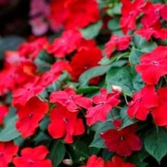 Cam Güzeli Fidesi Kırmızı- Impatiens walleriana
