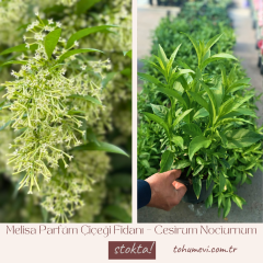 Melisa Parfüm Çiçeği Fidanı – Cestrum Nocturnum