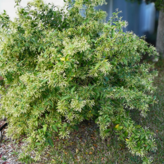 Melisa Parfüm Çiçeği Fidanı – Cestrum Nocturnum