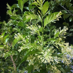 Melisa Parfüm Çiçeği Fidanı – Cestrum Nocturnum