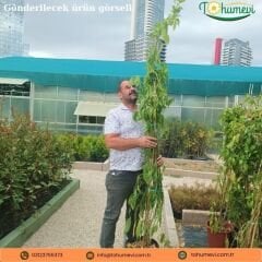Melisa Parfüm Çiçeği Fidanı – Cestrum Nocturnum