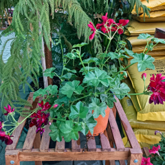 Sarkan Sakız Sardunya Saksıda Kırmızı – Palergonium Peltatum 10,5 cm Saksıda