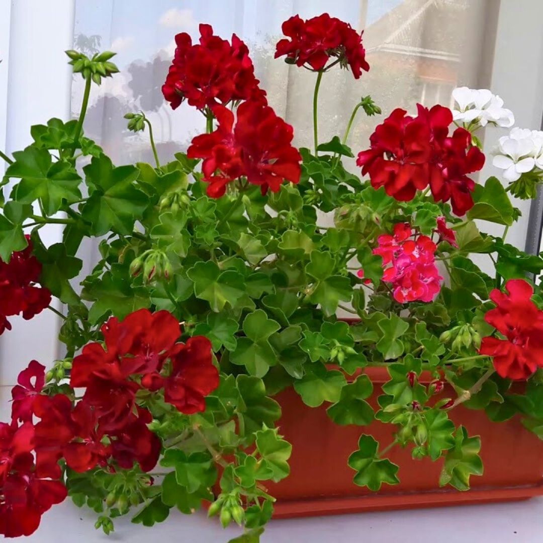 Sarkan Sakız Sardunya Saksıda Kırmızı – Palergonium Peltatum 10,5 cm Saksıda
