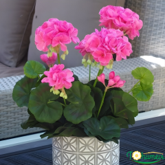Sardunya fidesi - Pelargonium X Zonale (1 kasa- 48 adet)